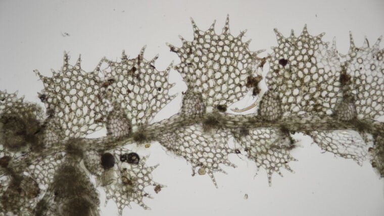 Lejeunea paucidentata (Steph.) Grolle, Flora de Cuba 27828, 100x.