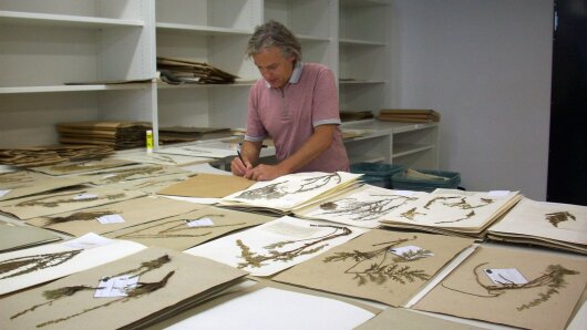Working with herbarium specimens
