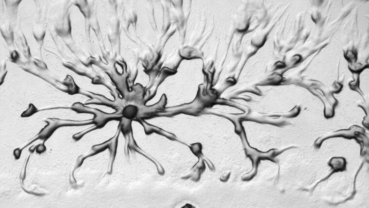 Aggregation von Dictyostelium discoideum