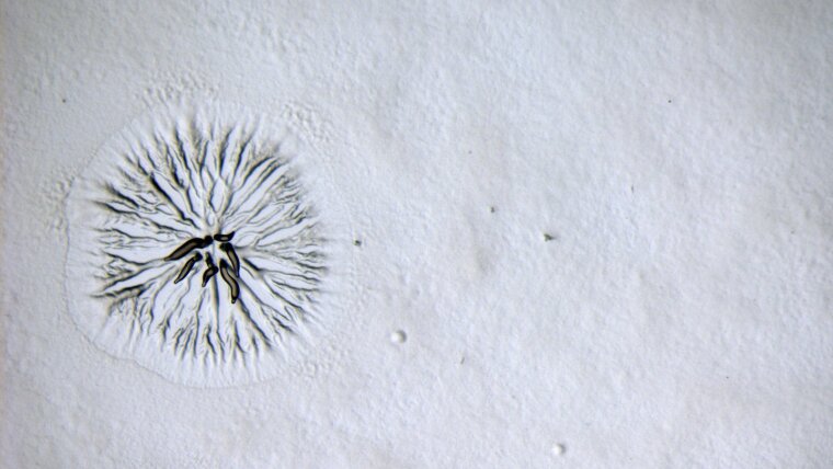 Dictyostelium myxobasis