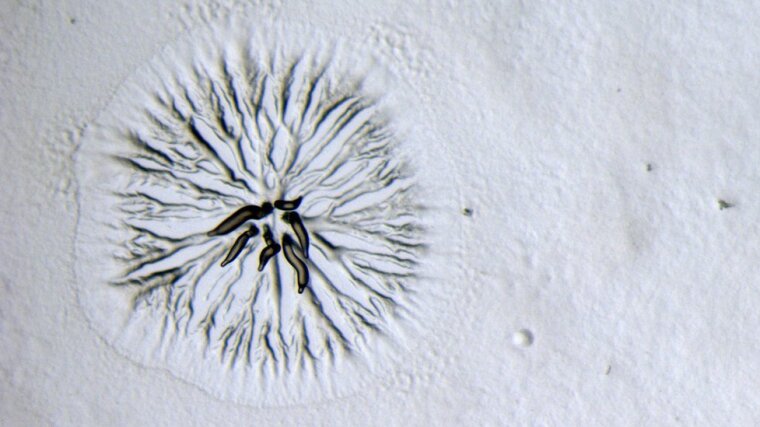 Aggregation von Dictyostelium myxobasis