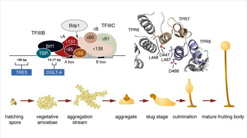 Research at the Chair of Pharmaceutical Biology