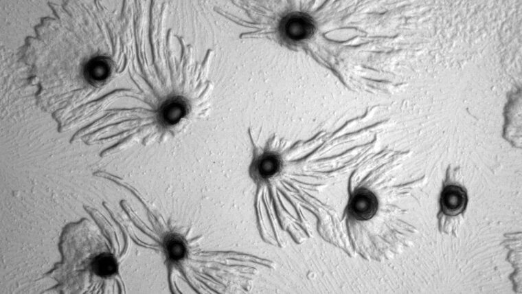 Aggregation von Polysphondylium pallidum