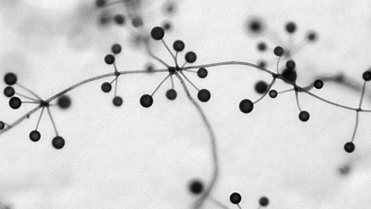 Fruiting bodies of Polysphondylium pallidum