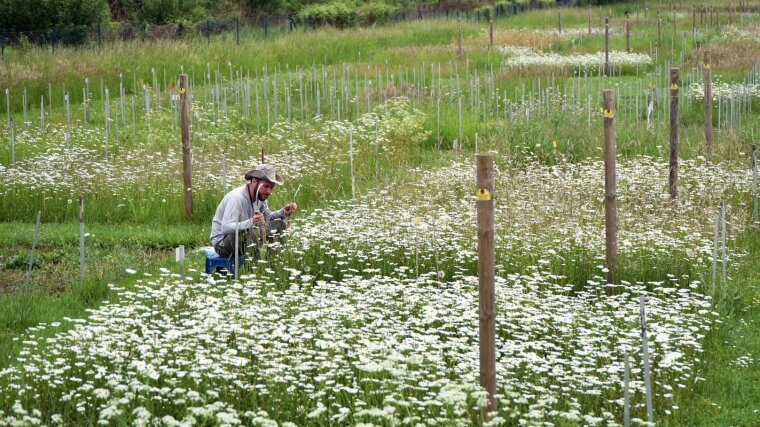 Biodiversitätsprojekt Biologie Graslandschaften Jena-Experiment Saaleaue