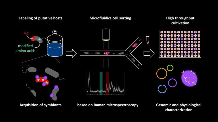 Graphical Abstract - Tracking Microbial Interactions