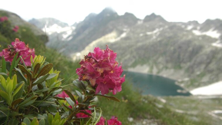 Alpenrose