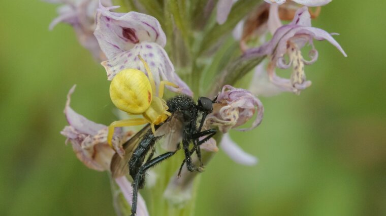 Crab spider