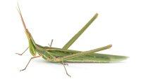 Cone-headed grasshopper Acrida ungarica