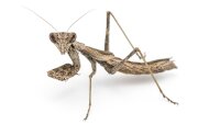 Praying mantis Ameles decolor