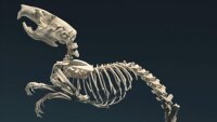 Nach röntgenvideographischen Aufnahmen rekonstruiertes Skelett einer Ratte